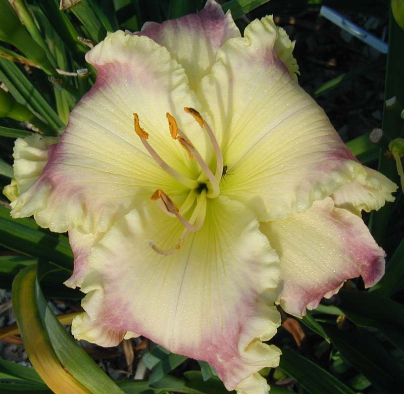 SHINE DOWN YOUR LIGHT